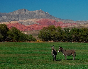 Spring Mountain Ranch State Park Nevada - burros