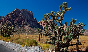 Spring Mountain Ranch State Park Nevada