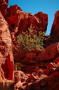 Red rock canyon walls at Petroglyph Canyon / Mouse's Tank