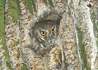 Elf Owl