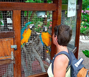 Macaws at the marina