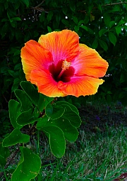 Hibiscus flower