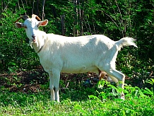 Goat