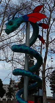 Sea Dragon urban tree in San Diego, CA