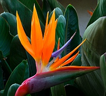 San Diego bird of paradise flower