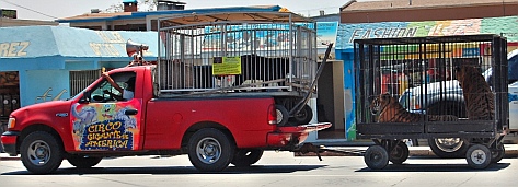 Two tigers on the streets of Ensenada