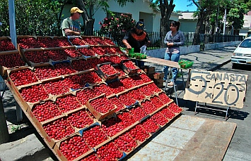 Strawberries for sale in Ensenada, Mexico