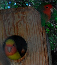 Lovebird peaks out of a nestbox