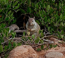 squirrel