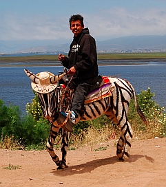 A pony painted like a zebra for tourists