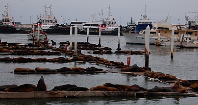 Harbor seals on the Malecon