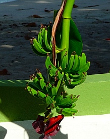 Bananas