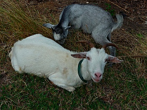Goats