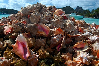 Conch shells piled high Union Island SVG