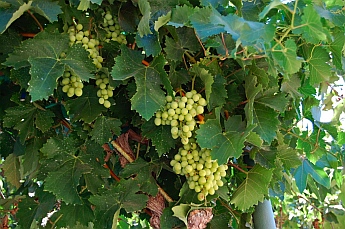 Ensenada, Mexico vineyards