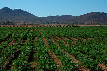 Ensenada, Mexico vineyards