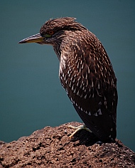 Juvenile black crowned night heron at Hotel Coral & Marina