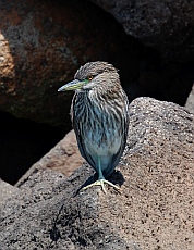 Juvenile black crowned night heron at Hotel Coral and Marina