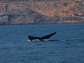 A whale breaches near Islas Todos Santos