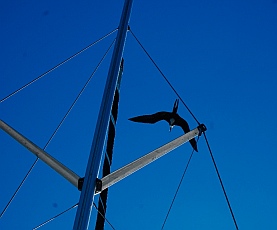 Two frigatebirds took turns trying to land on our swaying mast.