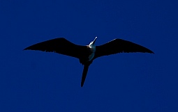A frigatebird