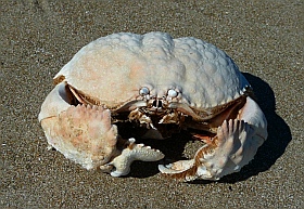 A crab at Punta Belcher, Bahia Magdalena, Baja California