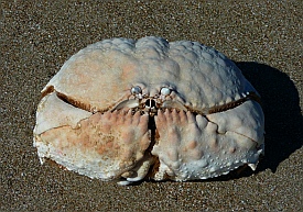 A crab at Punta Belcher, Bahia Magdalena, Baja California