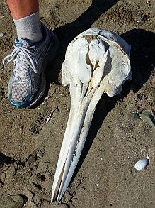 All kinds of sea shells at Punta Belcher, Bahia Magdalena, Baja California