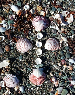 All kinds of sea shells at Punta Belcher, Bahia Magdalena, Baja California