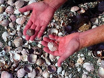 All kinds of sea shells at Punta Belcher, Bahia Magdalena, Baja California