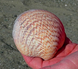 All kinds of sea shells at Punta Belcher, Bahia Magdalena, Baja California