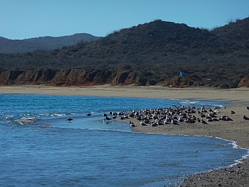 Gulls line the shore at Belcher Point.