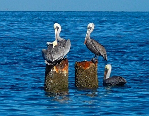 Pelican roost at Punta Belcher, Magdalena Bay