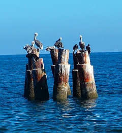 Pelican roost at Punta Belcher, Magdalena Bay