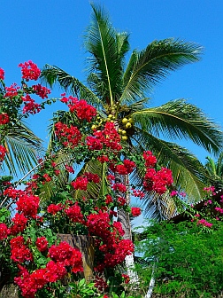 Bougainvillea and coconut palms in Chamela Bay anchorage (Bahia de Chamela), Mexico