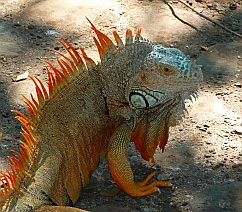 Iguana at Isla Ixtapa - Isla Grande - Isla de Ixtapa, Melia Resort, Guerrero, Mexico