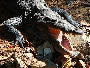 Crocodiles at Isla Ixtapa - Isla Grande - Isla de Ixtapa, Guerrero, Mexico