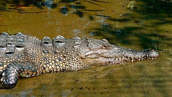 Crocodiles at Isla Ixtapa - Isla Grande - Isla de Ixtapa - Ixtapa Island, Melia Resort, Guerrero, Mexico