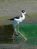 A bird wades in the water at Isla Ixtapa - Isla Grande - Isla de Ixtapa - Ixtapa Island, Melia Resort, Guerrero, Mexico