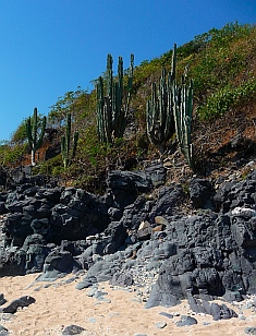 There's lots of cactus on Isla Ixtapa - Isla Grande - Isla de Ixtapa - Ixtapa Island, Guerrero, Mexico