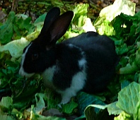 Bunnies eat lettuce from the restaurant at Isla Ixtapa - Isla Grande - Isla de Ixtapa - Ixtapa Island, Guerrero, Mexico