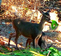 Wid deer live on Isla Ixtapa - Isla Grande - Isla de Ixtapa - Ixtapa Island , Guerrero, Mexico