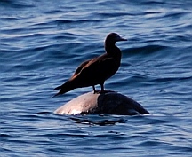 Bird sitting on turtle's back, Pacific Mainland Coast, Mexico
