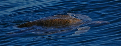 Sea Turtles, Pacific mainland, Mexico