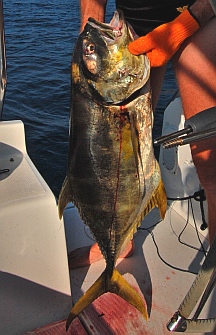 Yellowfin tuna catch - Manzanillo, Colima, Mexico