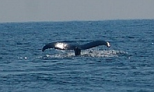 Whale tail in Manzanillo, Colima, Mexico