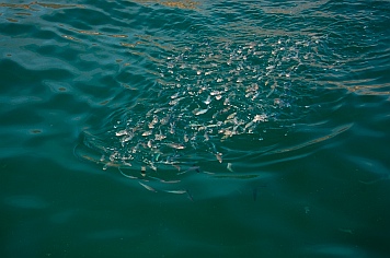 Zihuatanejo anchorage, Guerrero, Mexico