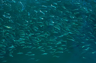 Zihuatanejo anchorage, Guerrero, Mexico