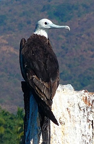 Frigate bird sits on San Luciano Shipwreck, La Boquita Beach, Santiago, Colima, Mexico