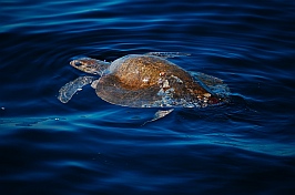 A sea turtle along the Pacific Mexican Costa Alegre coast.